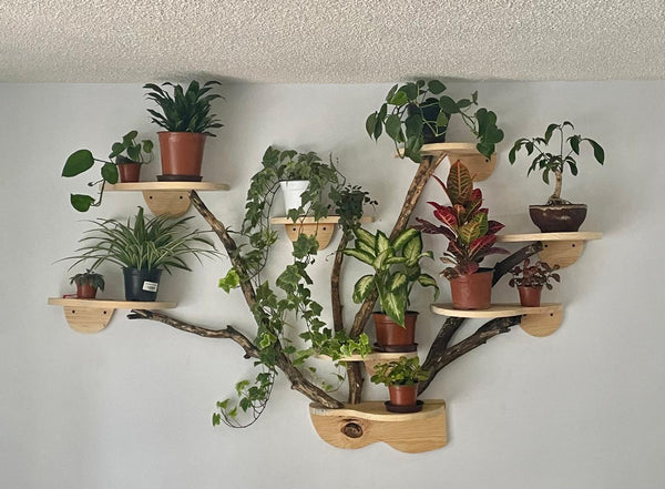 Ecodeco
